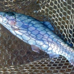 大物狙いでエキスパートエリア ～平谷湖フィッシングスポット～